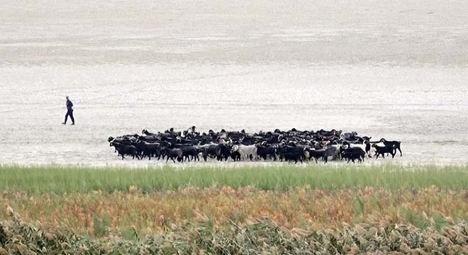 İkiye bölünen Eğirdir Gölü, hayvanların otlağı oldu