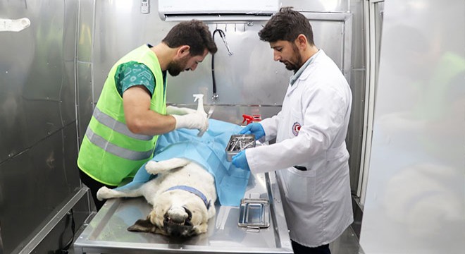 İl Özel İdaresi'nden mobil kısırlaştırma aracı