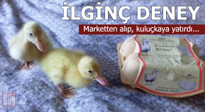 İlginç deney: Marketten alıp, kuluçkaya yatırdı