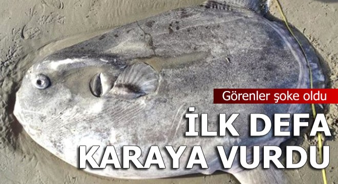 İlk defa karaya vurdu, görenler şoke oldu