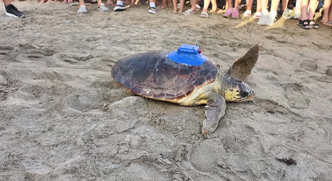İlk yerli uydu takip cihazı, Antalya'da caretta carettaya takıldı