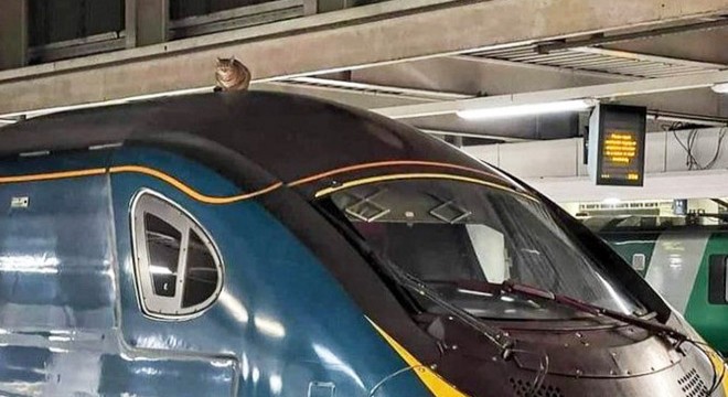 İngiltere'de hızlı tren istasyonunda 'kedi' seferberliği