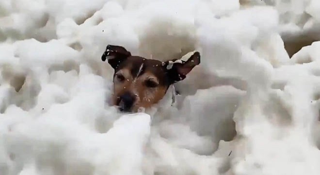 İngiltere’de köpüren denizin keyfini çıkaran köpek viral oldu