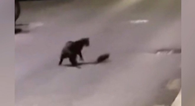 İspanya sokaklarında kedi ile farenin kavgası kamerada