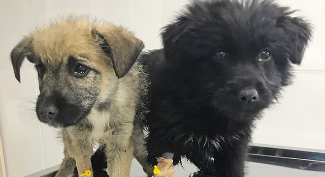 Isparta'da 18 köpek ölüsü bulundu