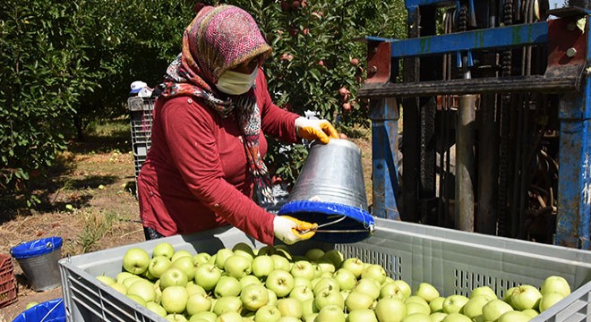 Isparta'da elma rekoltesi yüz güldürdü