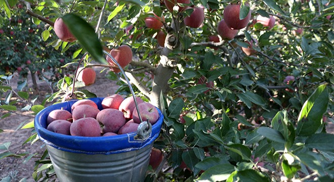 Isparta'da elmada rekolte beklentisi 800 bin ton