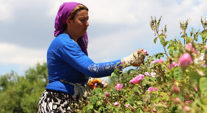 Isparta'da gül sezonu başladı
