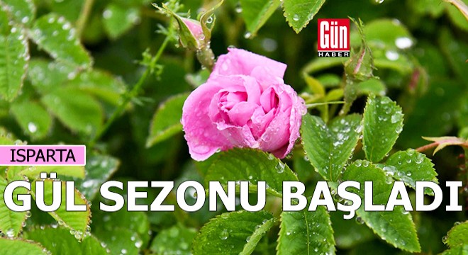 Isparta’da gül sezonu gecikmeli başladı