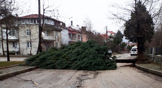 Isparta'da şiddetli rüzgar ağaçları devirdi