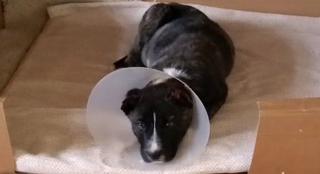 Isparta'da yavru köpek kulakları kesik halde bulundu