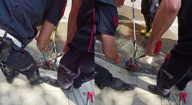 Isparta'da yılanlar korkuya neden oldu