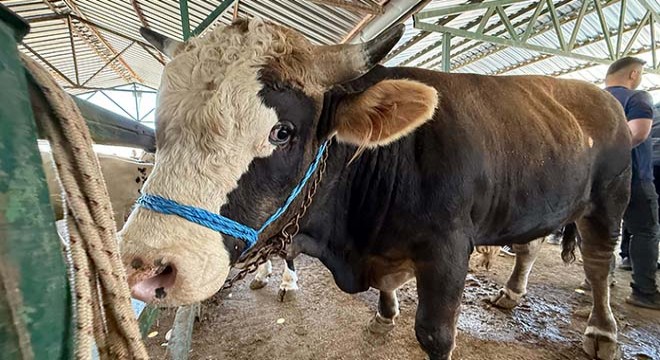 Isparta'daki kurban pazarlarında hareketlilik arttı