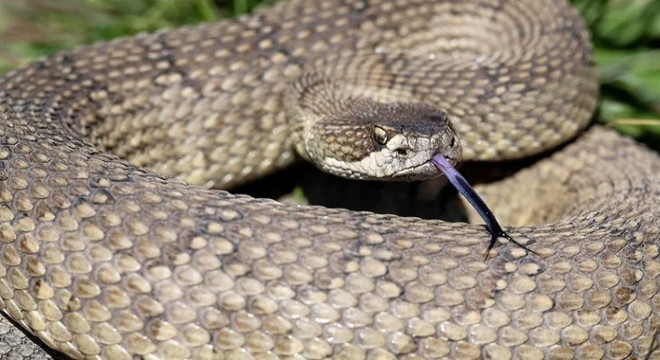 İstanbul'da yılan paniği! Sakın öldürmeyin