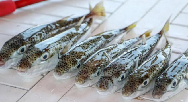 İstilacı balık avcılığında üst limitler yeniden belirlendi