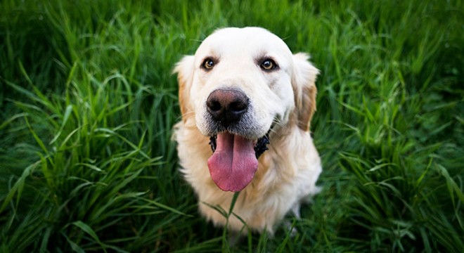 İtalya'da turist köpeklere günlük vergi uygulanacak