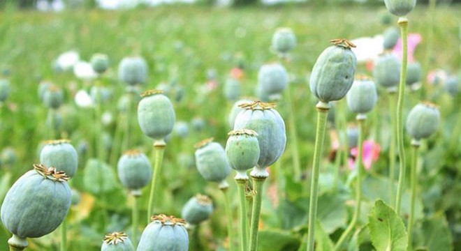 İzinsiz ekilen haşhaşlar imha edildi