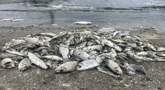 İzmir Körfezi'nde feci görüntü: Balıklar ölmeye başladı