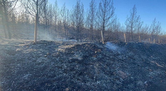 İzmir'deki orman yangınında 2'nci gün