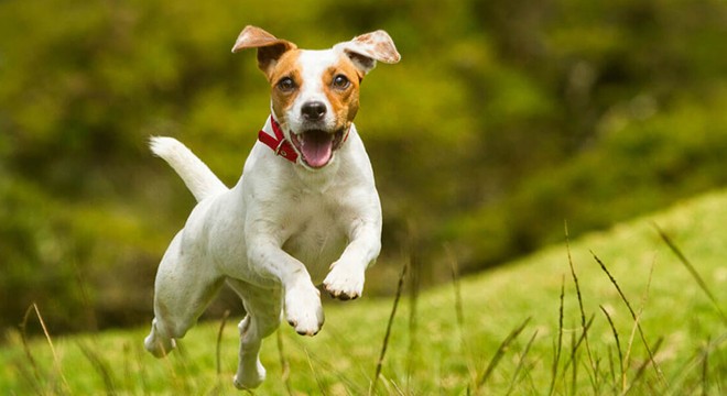 Jack Russell Fiyatları, Bakımı ve Özellikleri