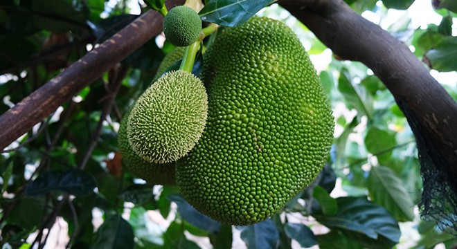 Jackfruit meyvesini Antalya'da yetiştirmeyi başardı