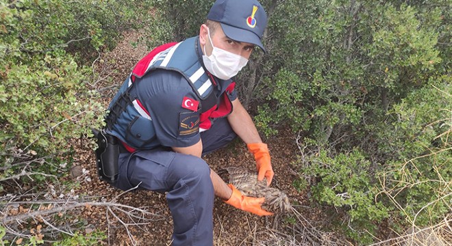 Jandarma, yaralı baykuşu kurtardı