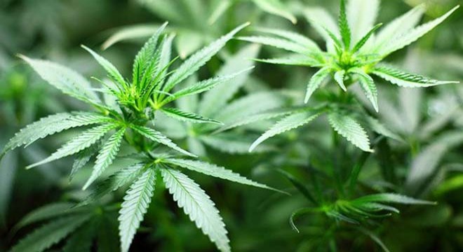 Jandarmadan uyuşturucu operasyonları