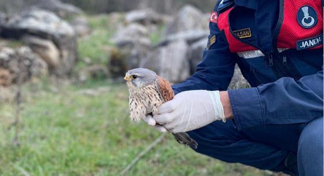 Jandarmanın bulduğu kerkenez tedaviye alındı