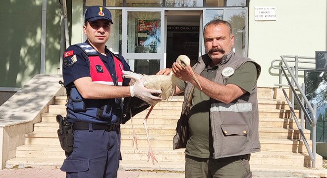 Jandarmanın bulduğu yaralı leylek tedavi edilecek