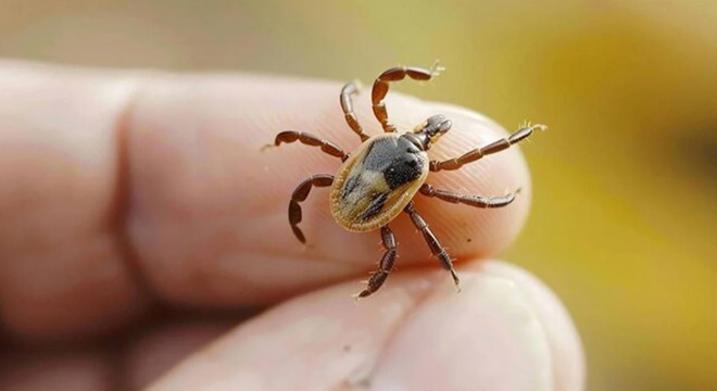 Kabus bitmiyor: Kene vakaları hızla artıyor