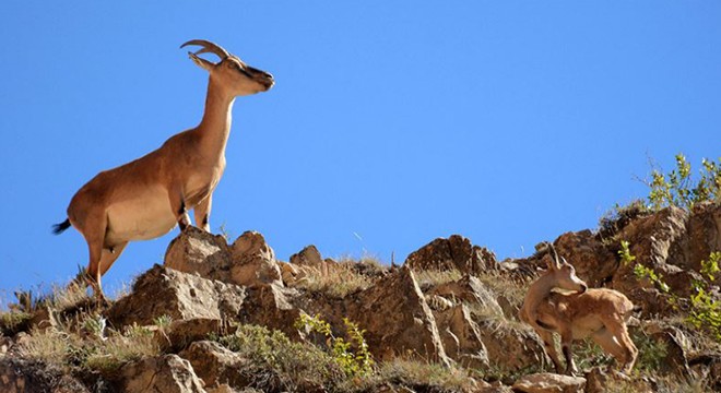 Kaçak yaban keçisi avına 29 bin lira ceza