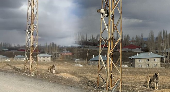 Kaçtığı köpek gitmeyince direkte mahsur kaldı