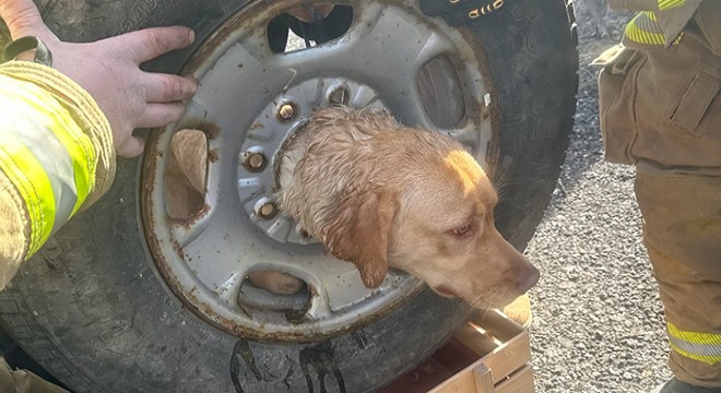 Kafasını tekerlek jantına sıkıştıran köpek kurtarıldı