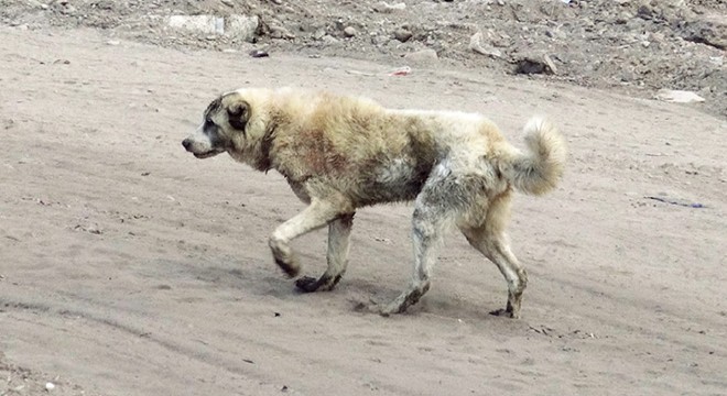 Kanala düşen köpek kurtarıldı