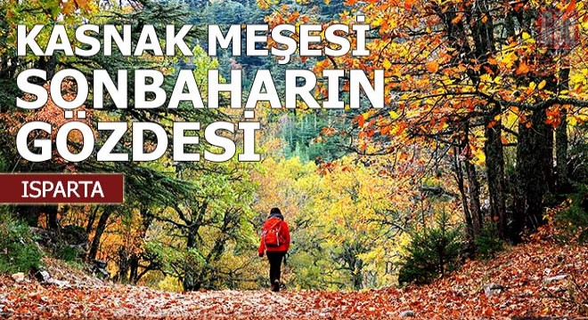 Kasnak meşesi ormanı, sonbaharın gözdesi