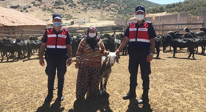 Kayıp keçi sürüsü bulundu