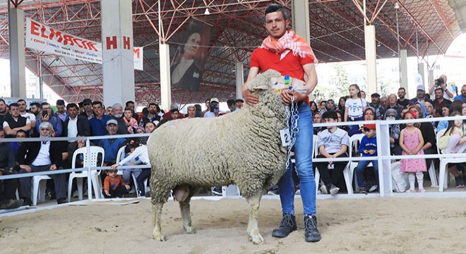 Keçi ve koçların 'en' güzeli seçildi