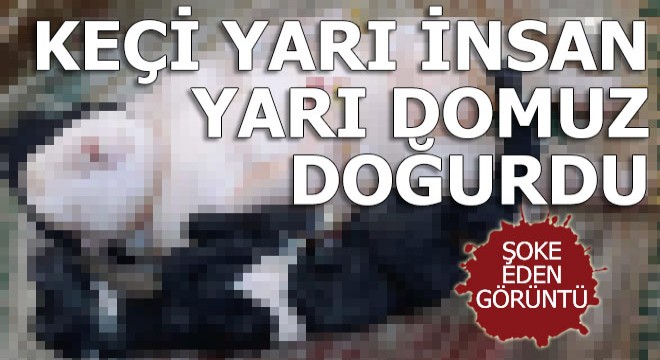 Keçi, yarı insan yarı domuz doğurdu! Görenler gözlerine inanamadı