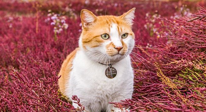 Kedi için doğum günü partisi düzenlendi