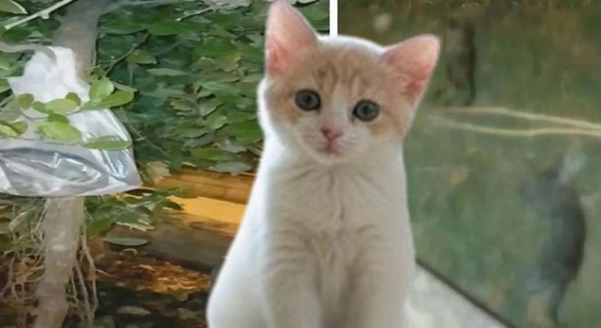 Kedi katliamı: 24 saatte 22 yavru bulundu