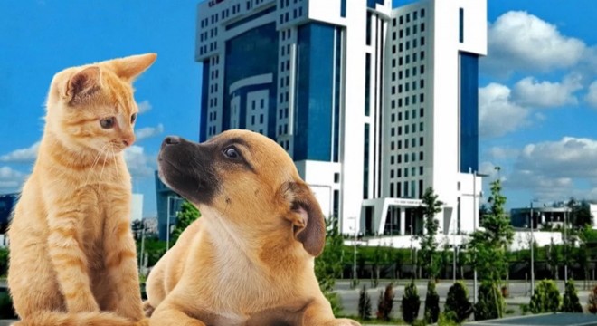 Kedi ve köpeklerle ilgili yönetmelikte değişiklik
