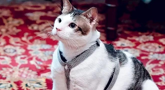 Kediye devlet koruması verildi