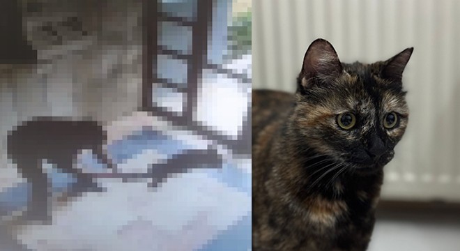 Kediyi işkence ederek öldüren şüpheli tutuklandı