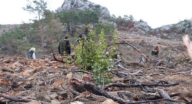 Kemer'de yanan orman yeniden filizleniyor
