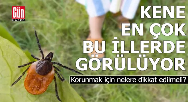Kene en çok bu illerde görülüyor!