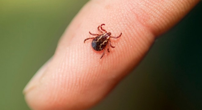 Kenenin ısırdığı 5 çocuk annesi öldü