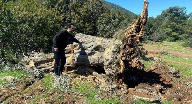 Kesilen 30 zeytin ağacı için 30 bin lira ceza