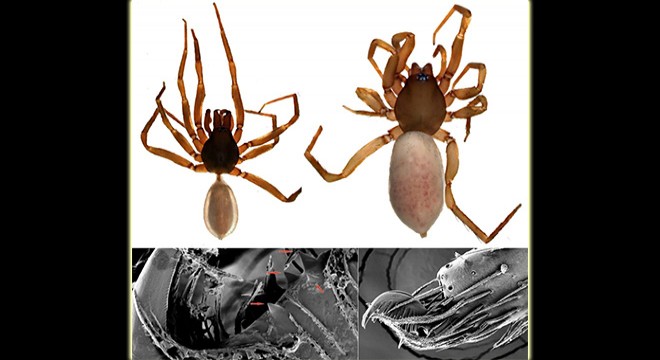 Kıbrıs'a özgü yeni bir örümcek türü keşfedildi