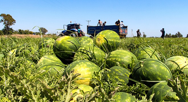 Kilosu 5 TL'ye düşen karpuz, marketlerde 17 TL