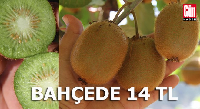 Kivi bahçede 14 TL'ye satılıyor
